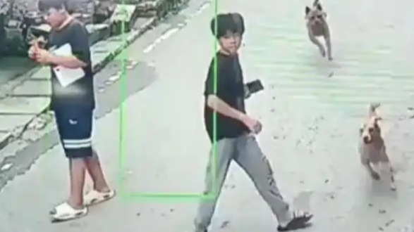 小伙遭狗子绊倒 网友:一停二看三通过热搜配图